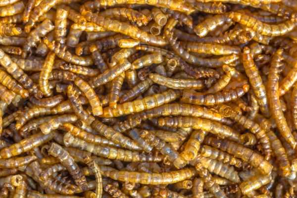 Dried mealworm larvae background